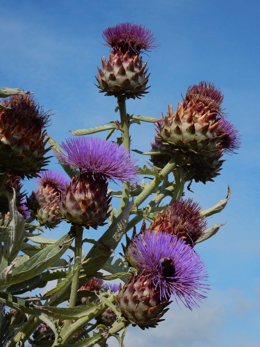 Cynara cardunculus (door Ed Stikvoort | Saxifraga.nl)