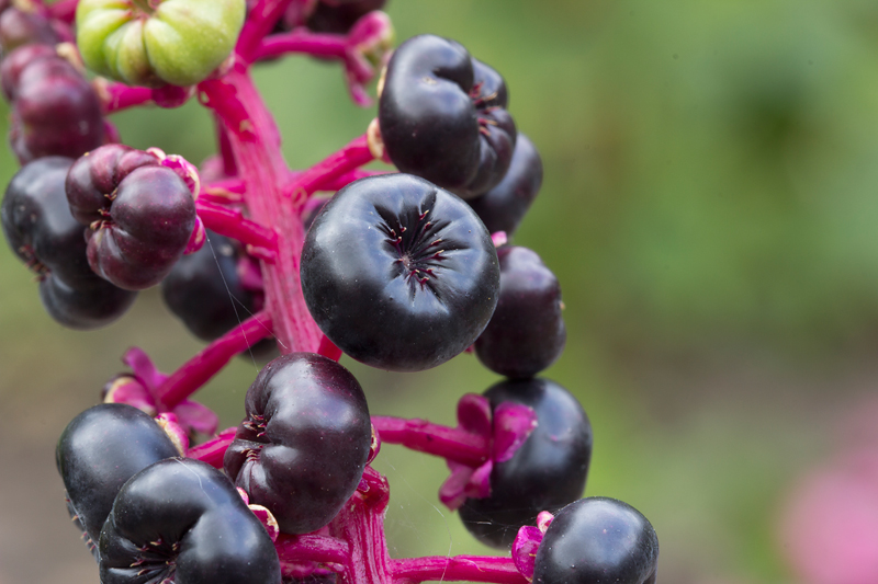 Phytolacca americana (door Valentine Kalwij)