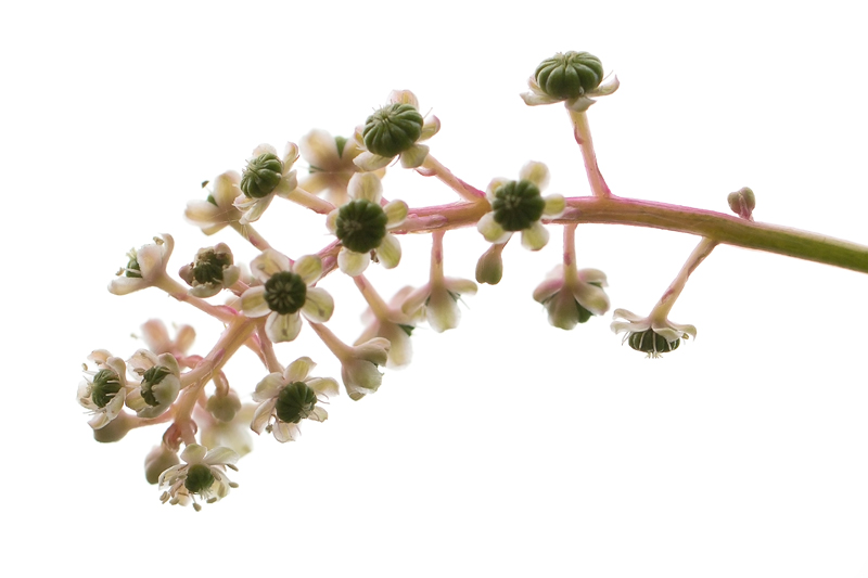 Phytolacca americana (door Valentine Kalwij)