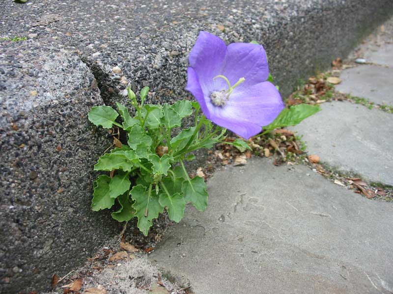 Campanula carpatica (door Hinko Talsma)