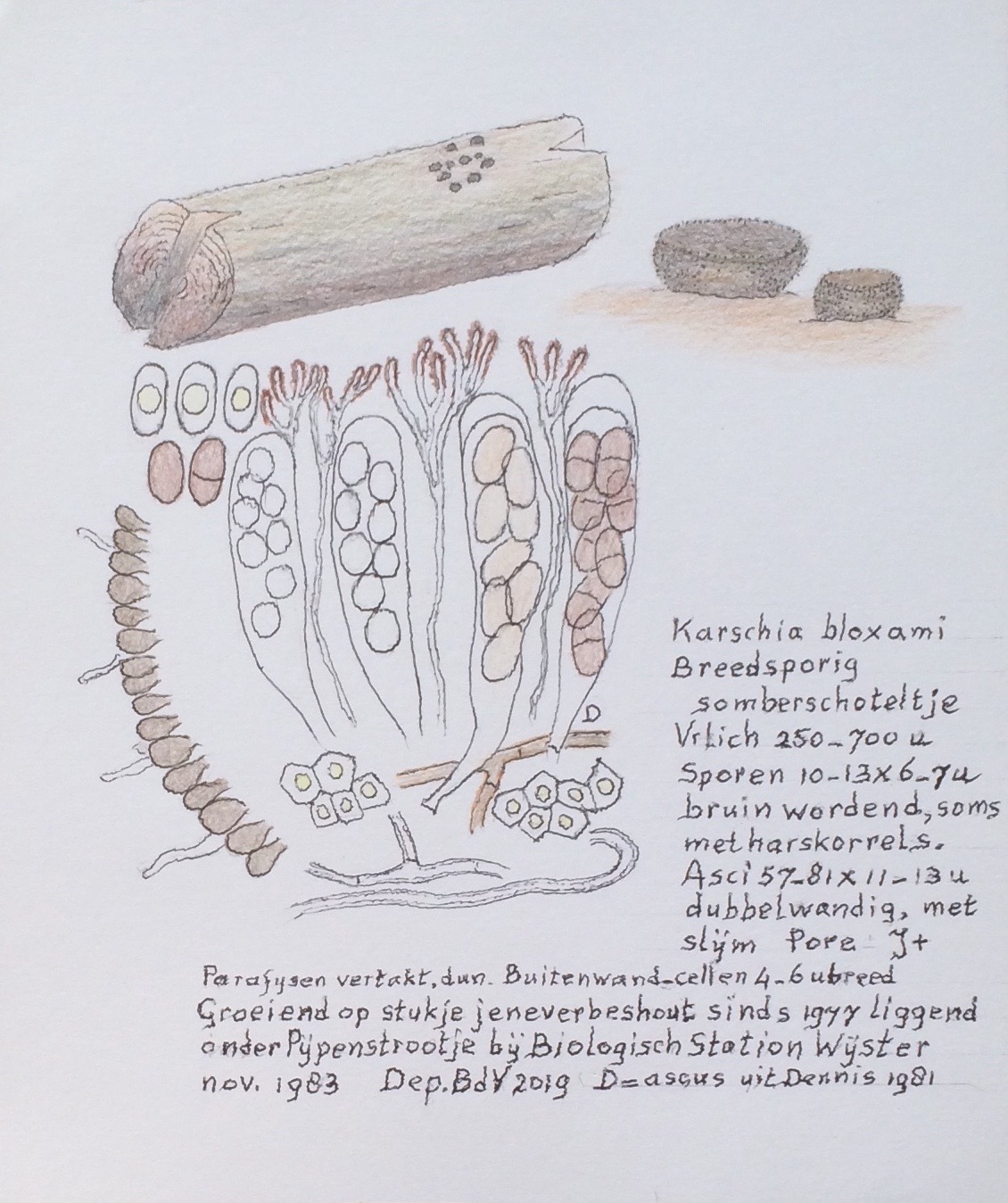 Karschia bloxamii (door Bernhard de Vries)