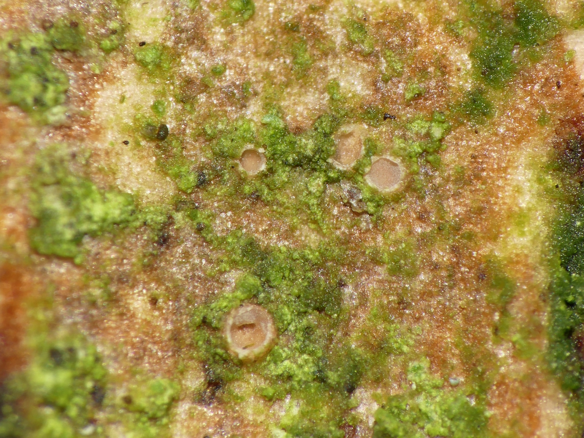 Karstenia rhopaloides (door Henk-Jan van der Kolk)