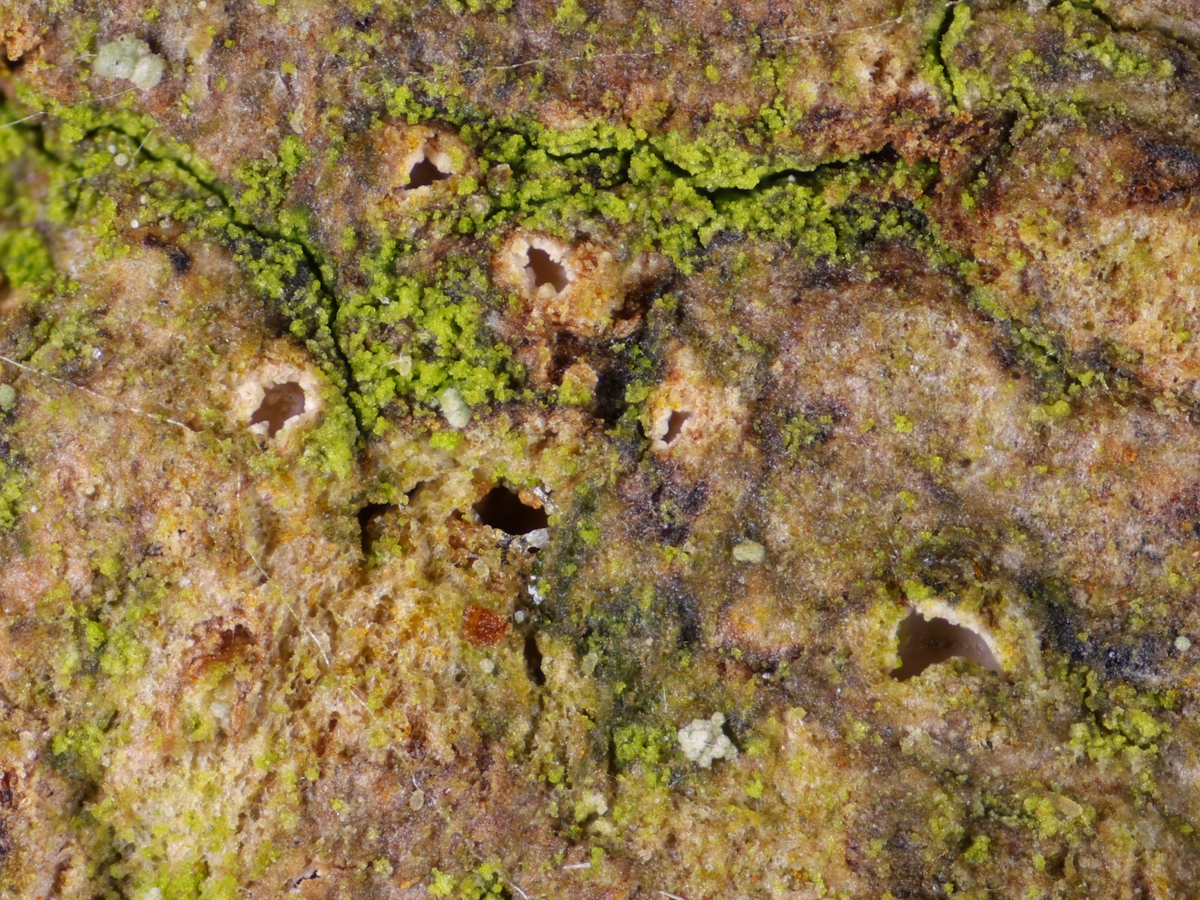 Karstenia rhopaloides (door Henk-Jan van der Kolk)