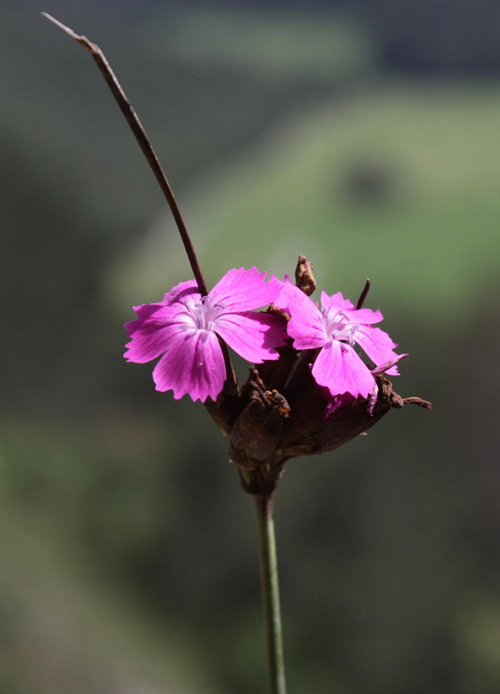 Dianthus carthusianorum (door Peter Meininger)