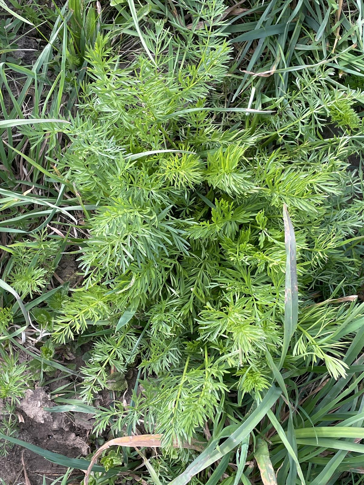 Dichoropetalum carvifolia (door Carleen de Graaf)