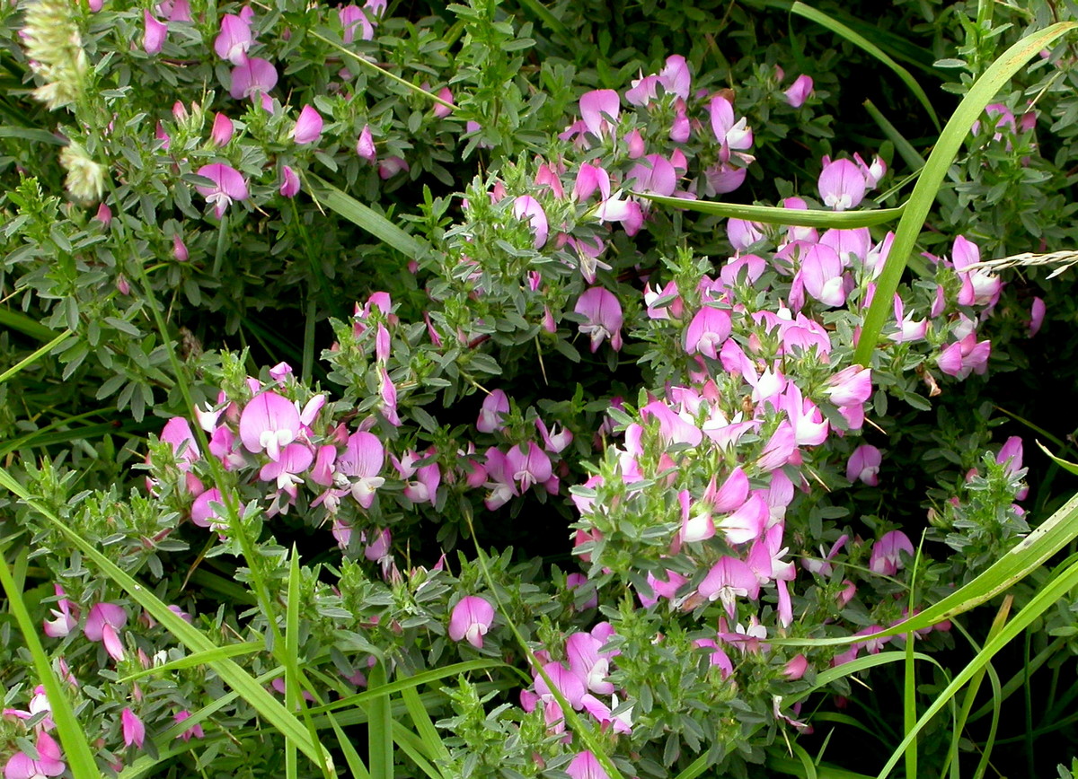 Ononis spinosa subsp. spinosa (door Peter Meininger)