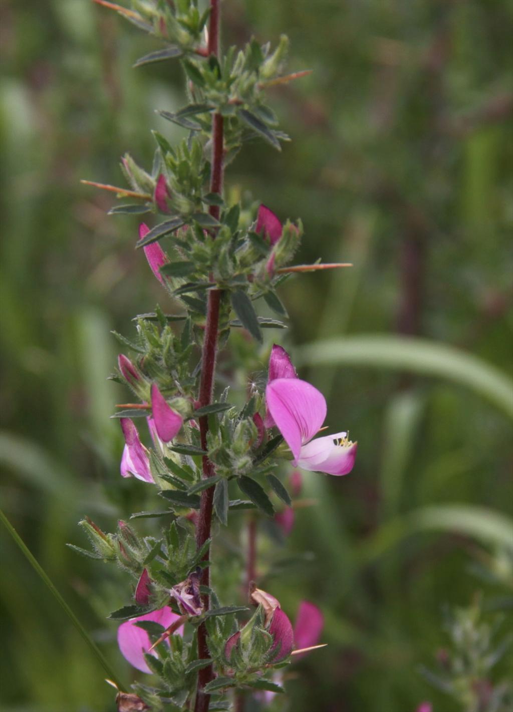 Ononis spinosa subsp. spinosa (door Peter Meininger)