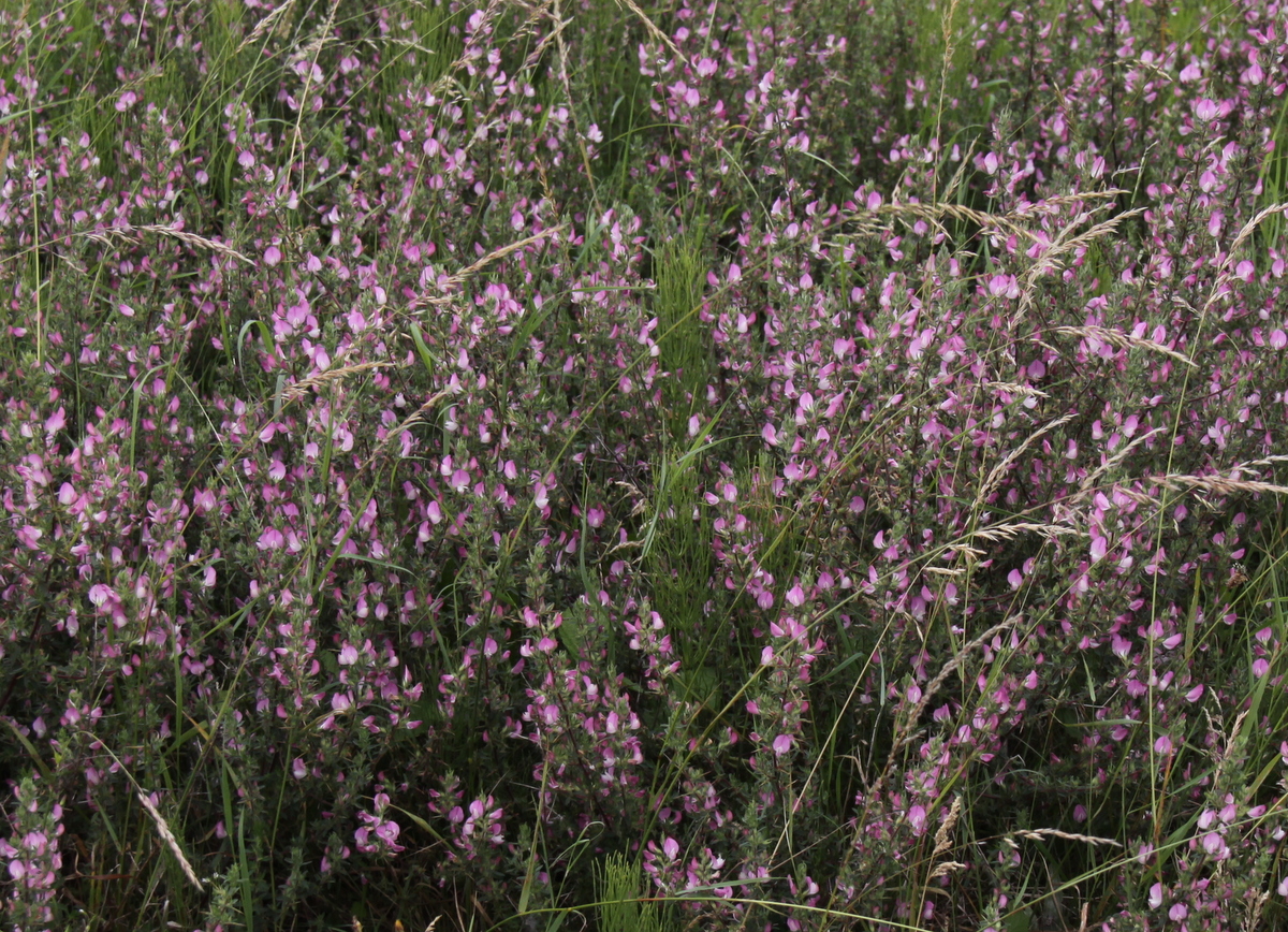 Ononis spinosa subsp. spinosa (door Peter Meininger)