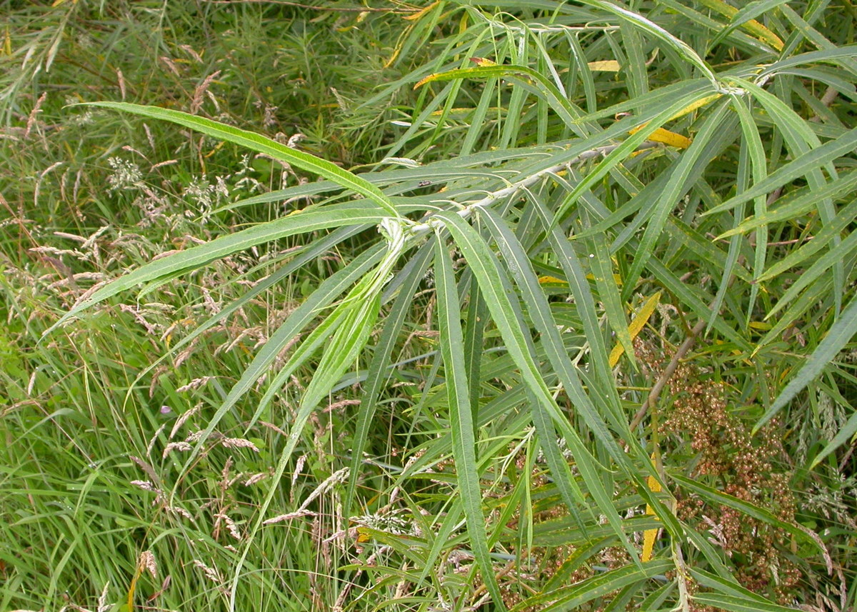 Salix viminalis (door Peter Meininger)
