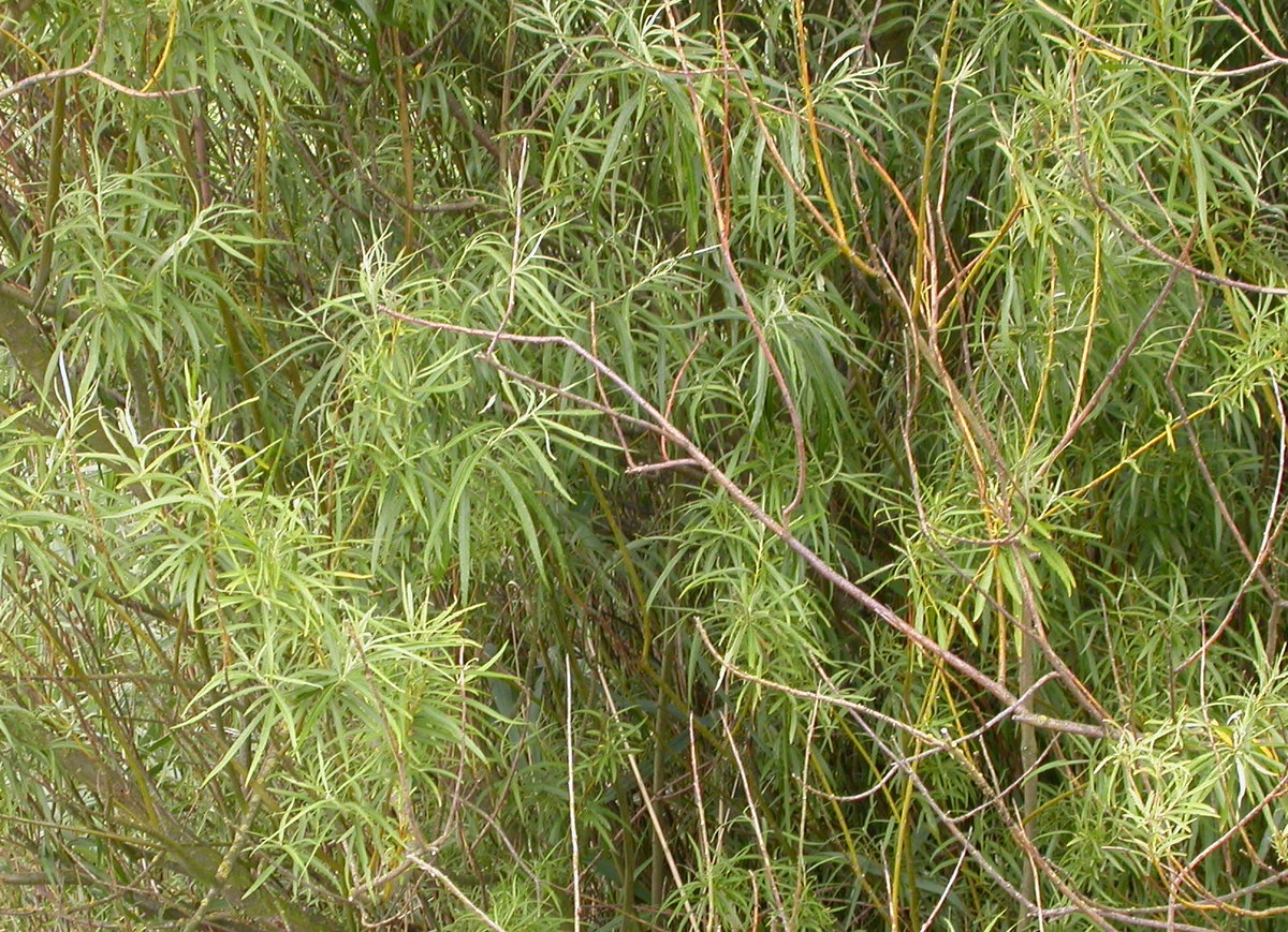 Salix viminalis (door Peter Meininger)