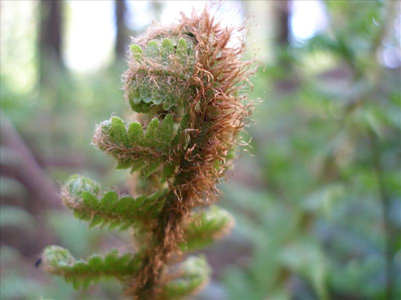 Dryopteris affinis (door Piet Bremer )