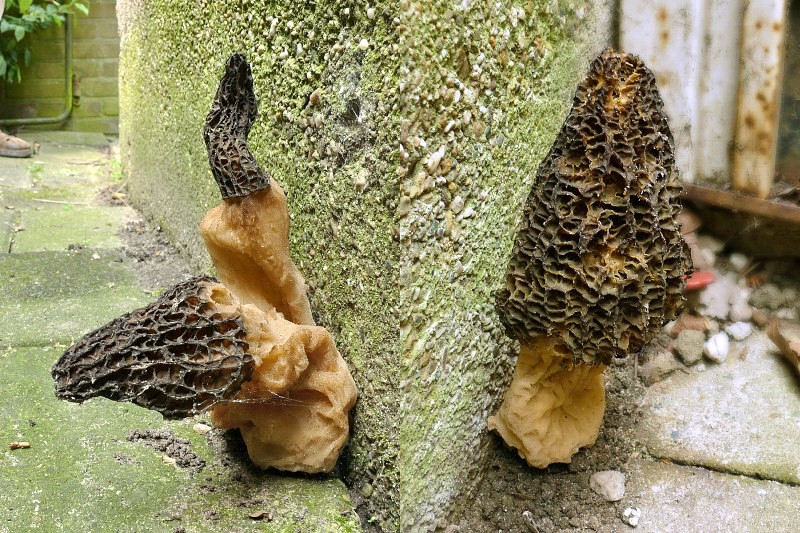 Morchella elata (door Marjon van der Vegte)