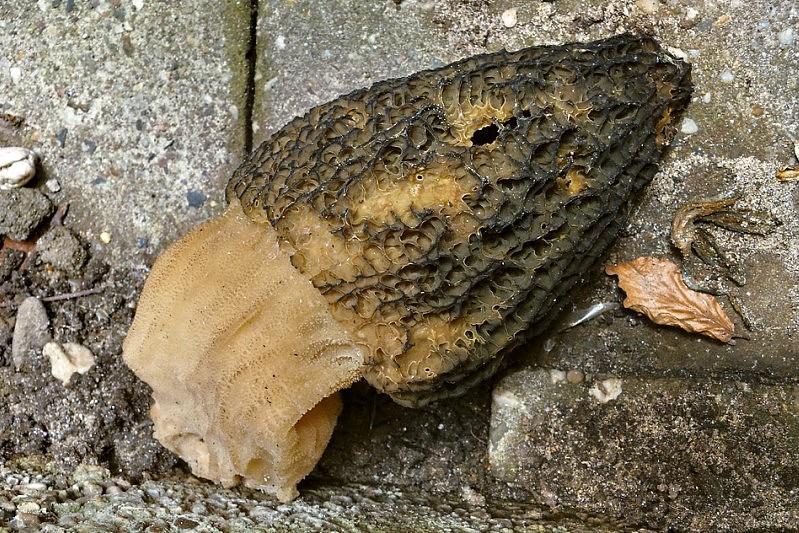 Morchella elata (door Marjon van der Vegte)