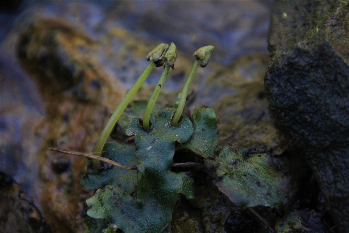 Conocephalum conicum (door Maarten Langbroek)