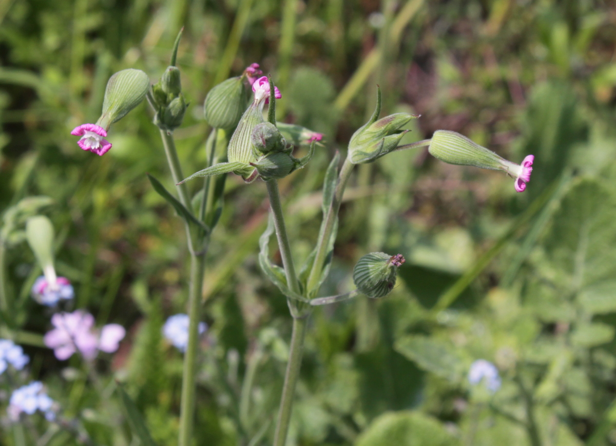 Silene conica (door Peter Meininger)