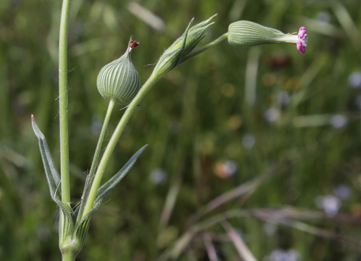 Silene conica (door Peter Meininger)