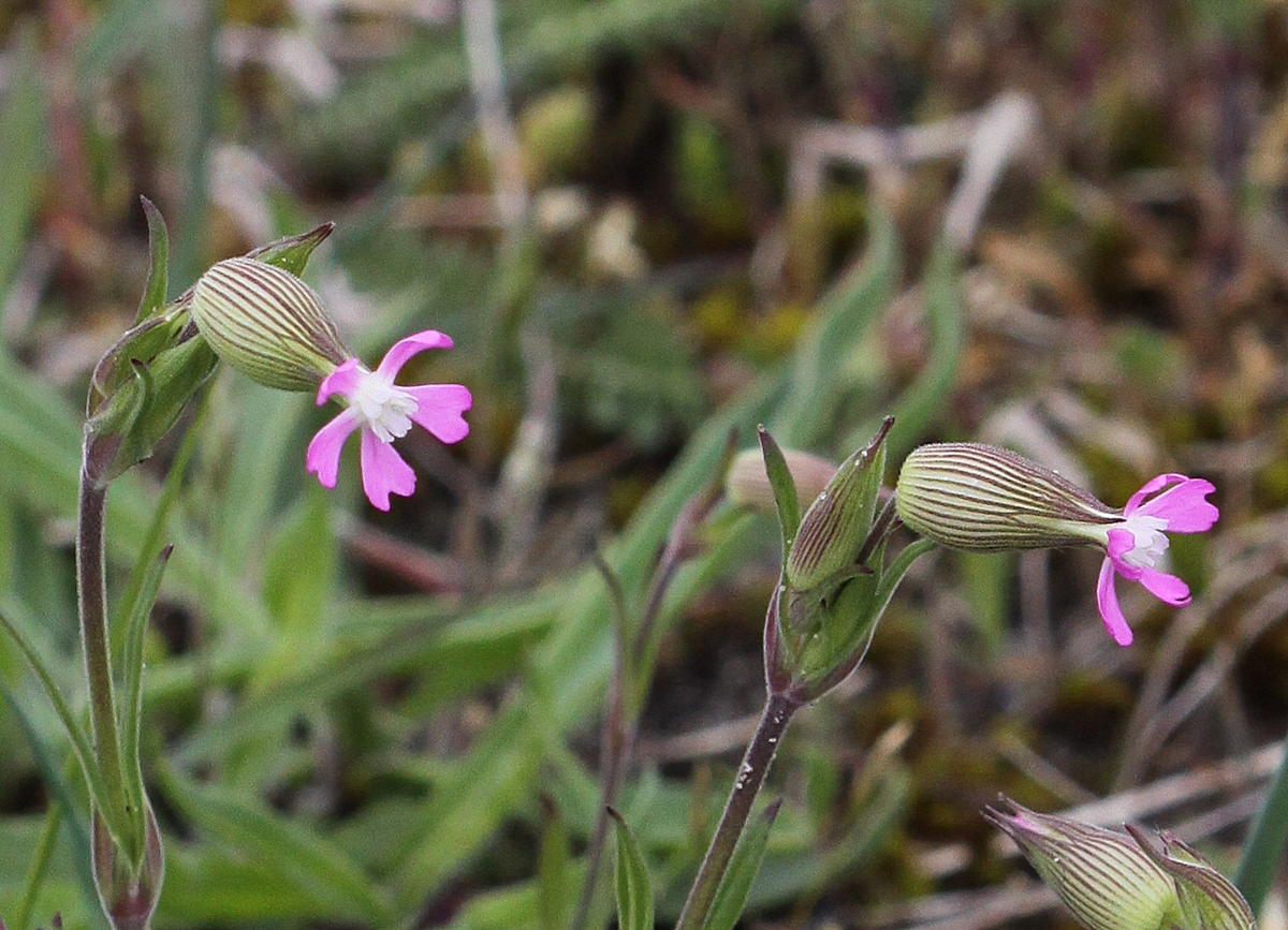 Silene conica (door Peter Meininger)