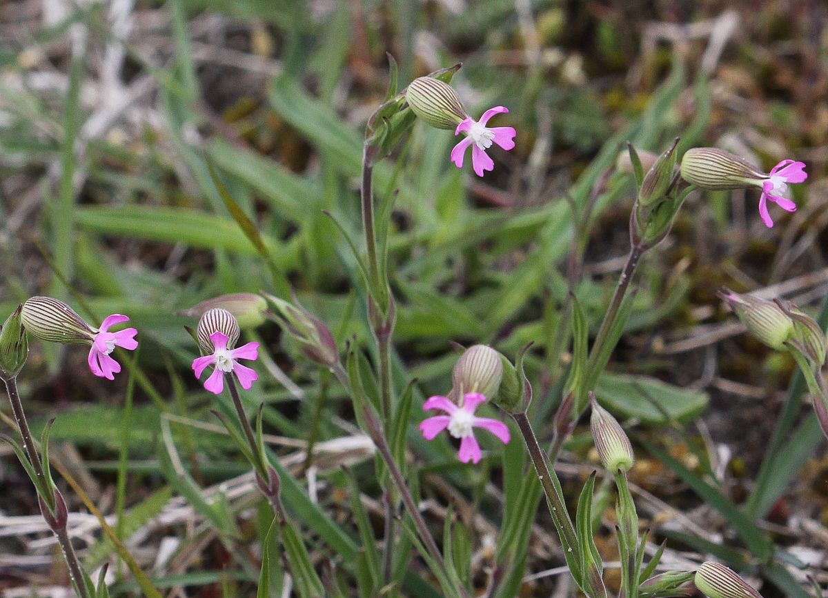 Silene conica (door Peter Meininger)