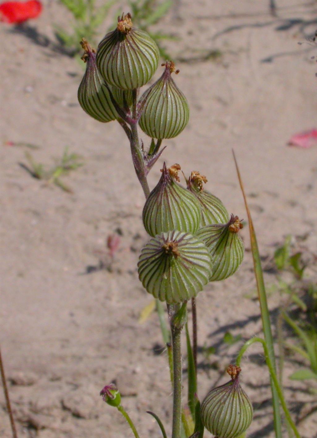 Silene conica (door Peter Meininger)