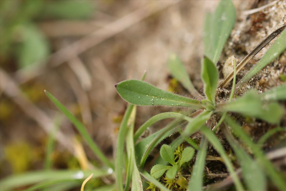 Silene conica (door Jaap Oosterom)