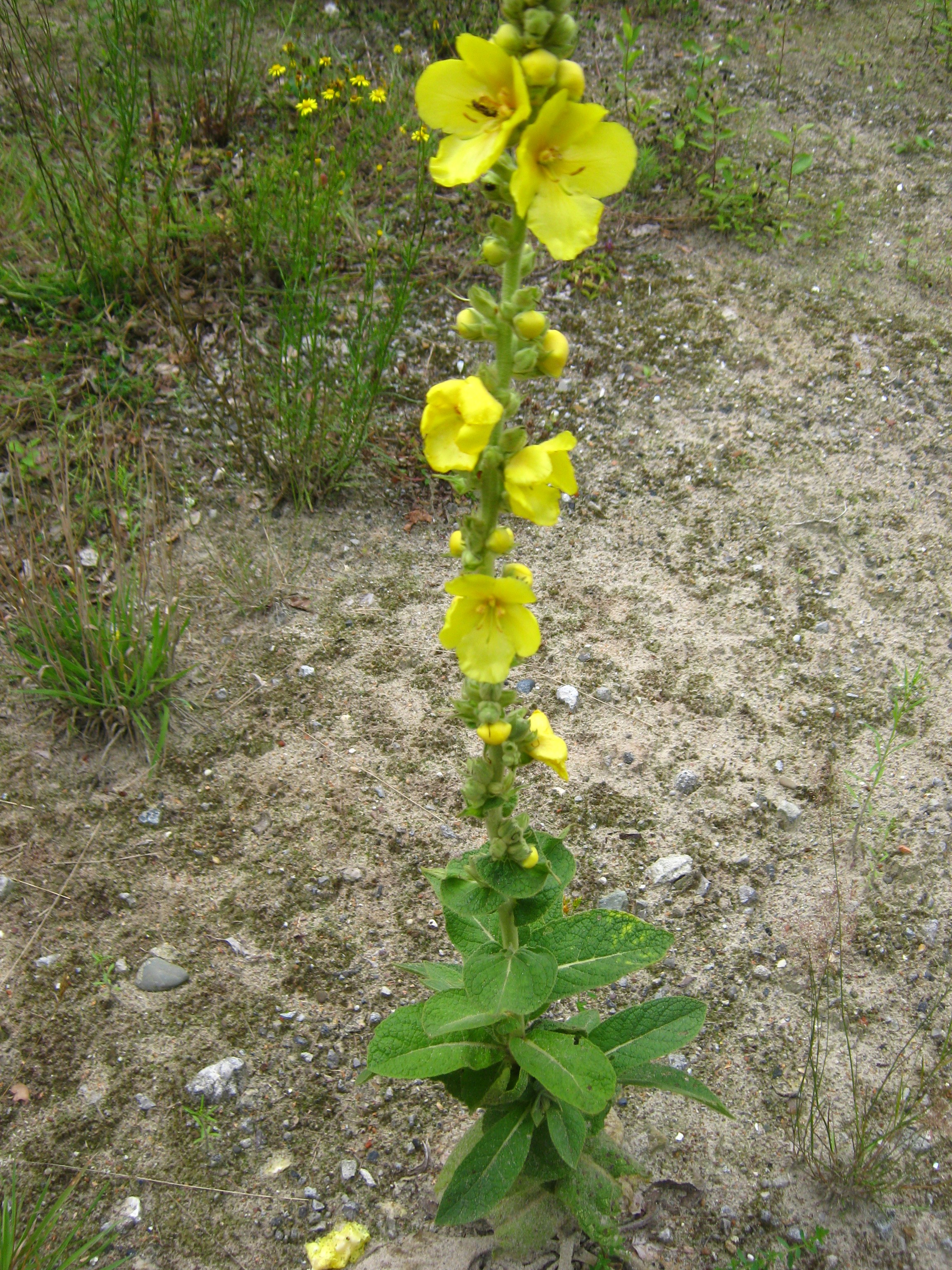 Verbascum phlomoides (door Toon Verrijdt)