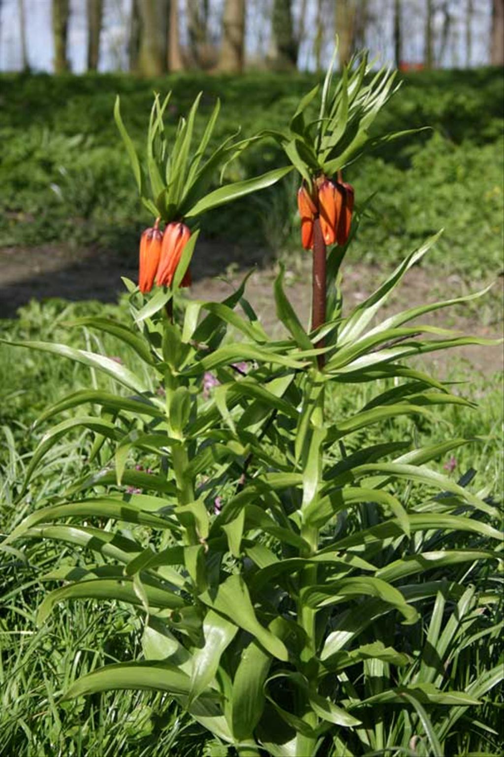 Fritillaria imperialis (door Hinko Talsma)