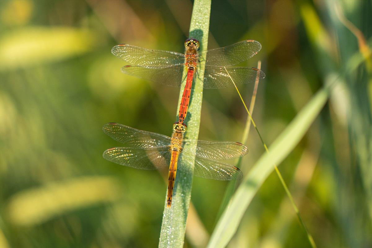 Sympetrum depressiusculum (door Lia van Looij)