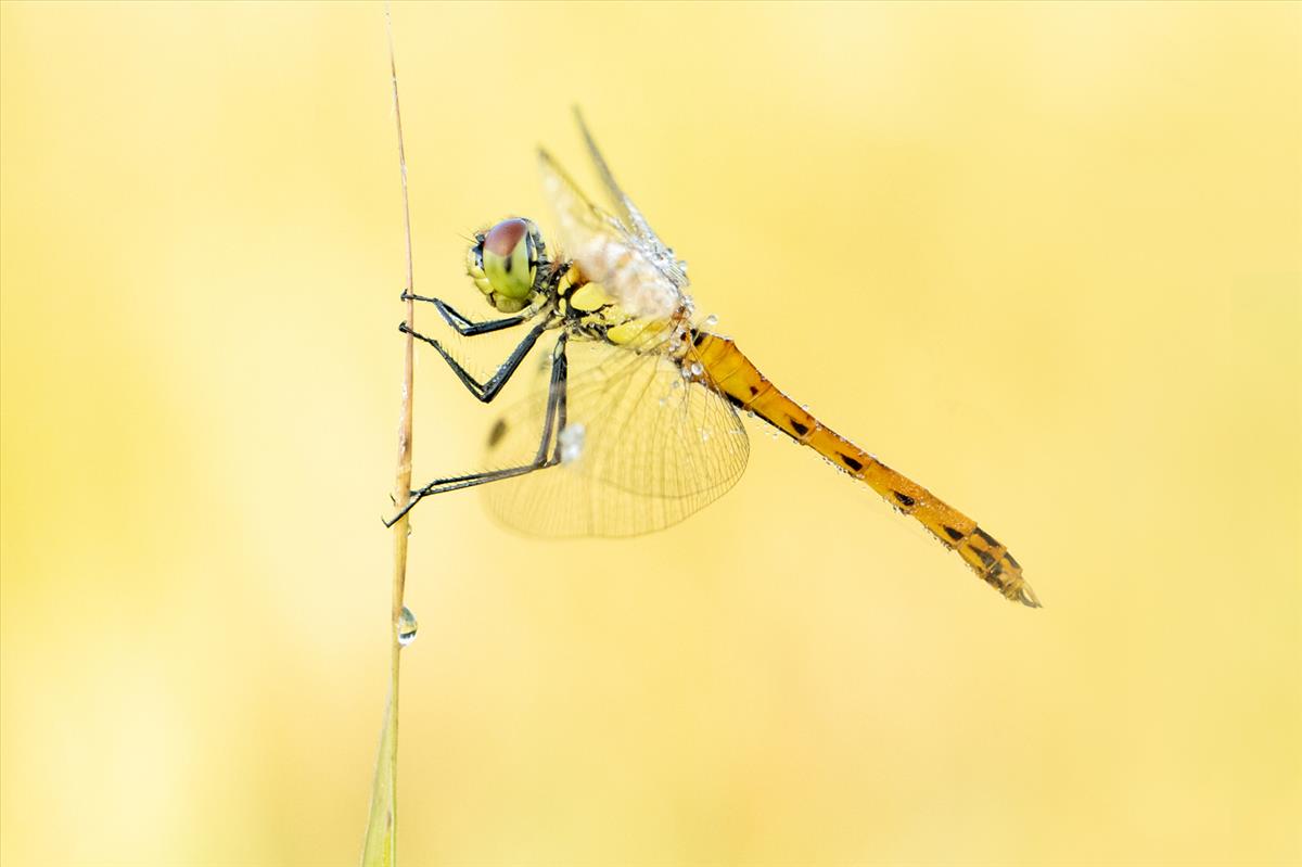 Sympetrum depressiusculum (door Lia van Looij)