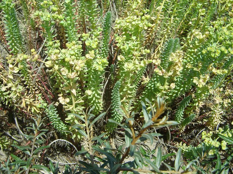 Euphorbia paralias (door Ruud Beringen)