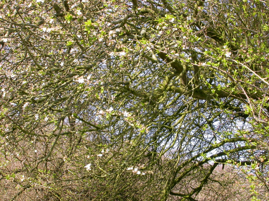 Prunus cerasifera (door Peter Meininger)