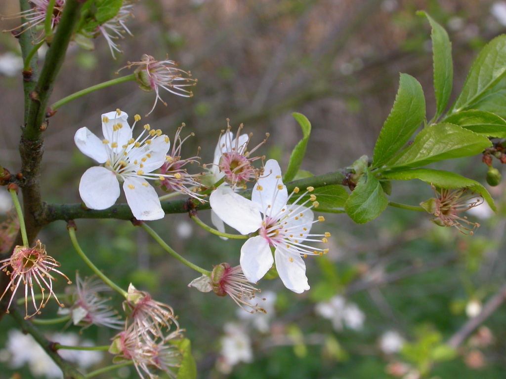 Prunus cerasifera (door Peter Meininger)