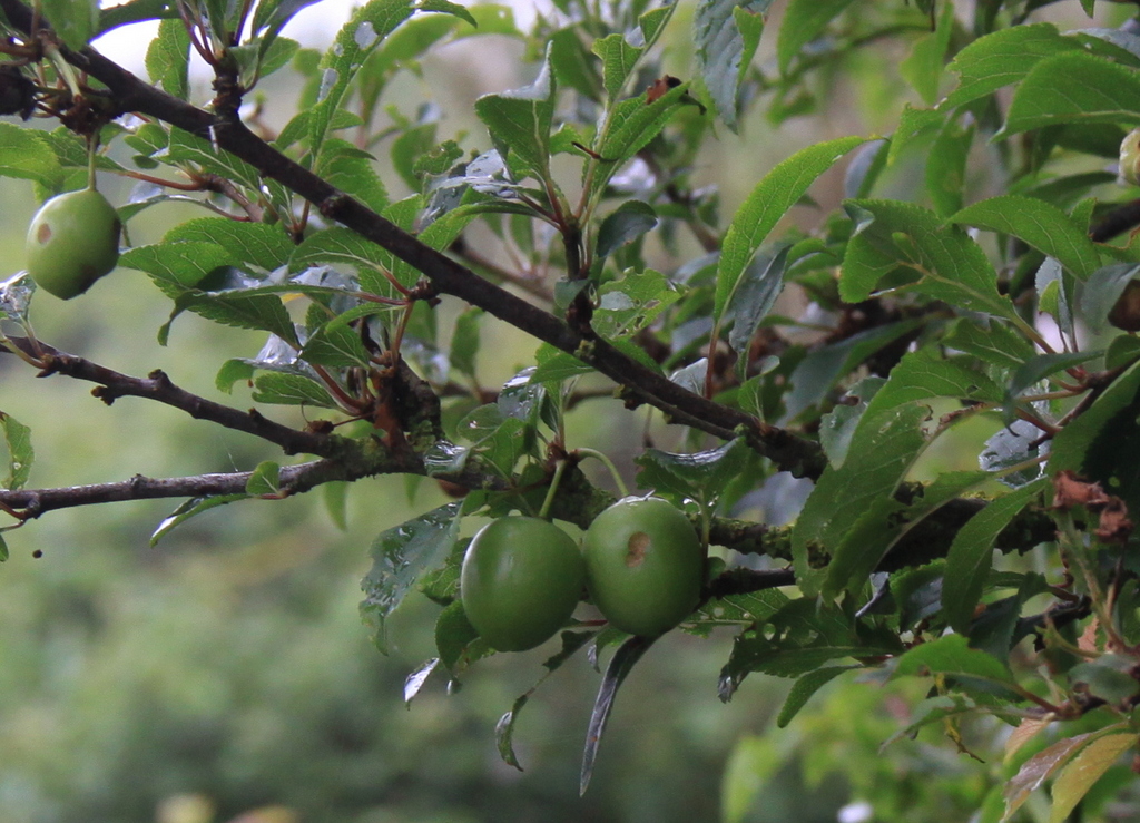 Prunus cerasifera (door Peter Meininger)