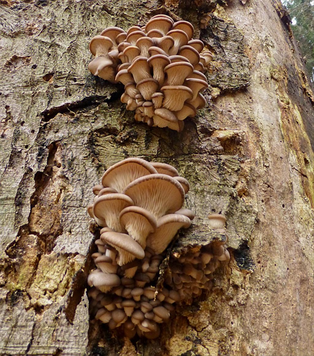 Pleurotus ostreatus (door Aldert Gutter)