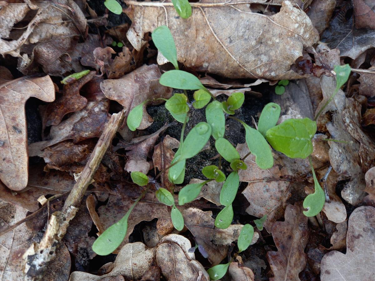 Alliaria petiolata (door Edwin Dijkhuis)