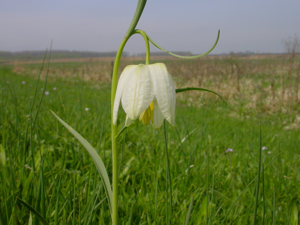 Fritillaria meleagris (door Peter Meininger)