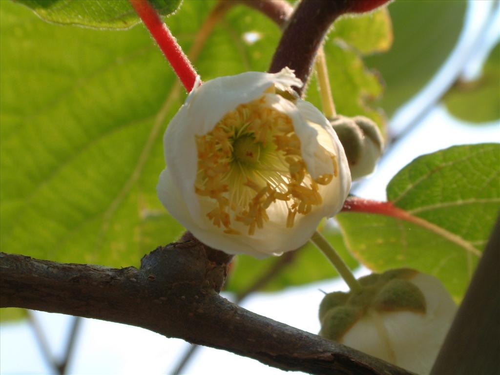 Actinidia deliciosa (door Adrie van Heerden)