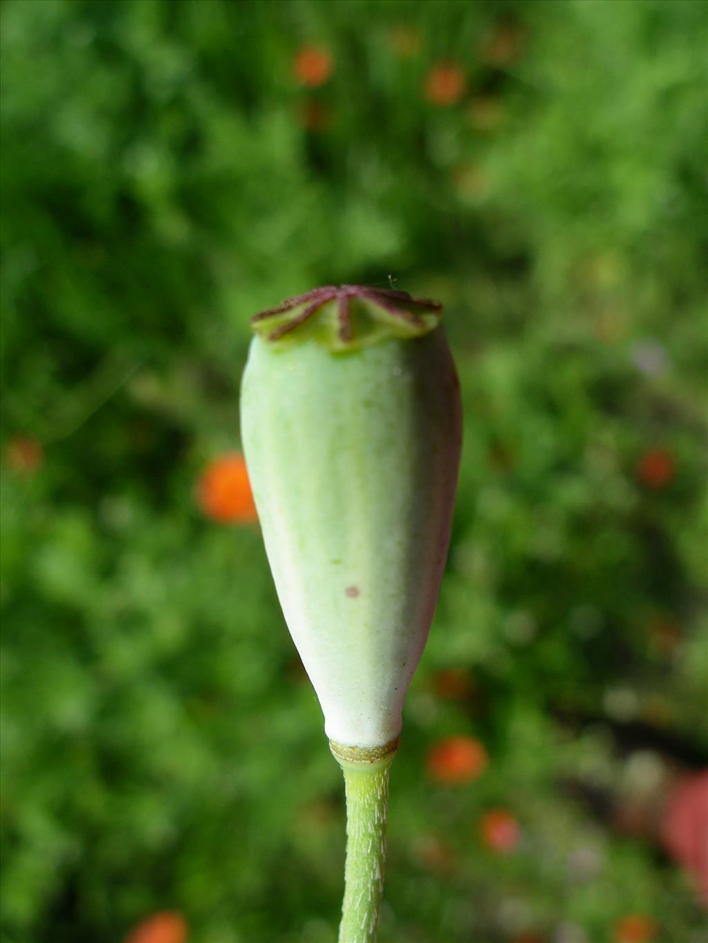 Papaver dubium (door Arie van den Bremer)