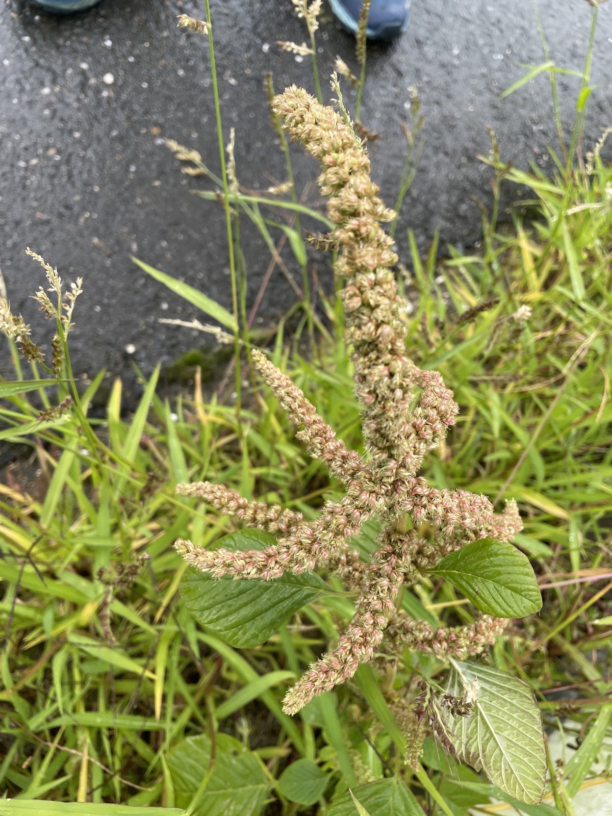 Amaranthus dubius (door Willemien Troelstra)