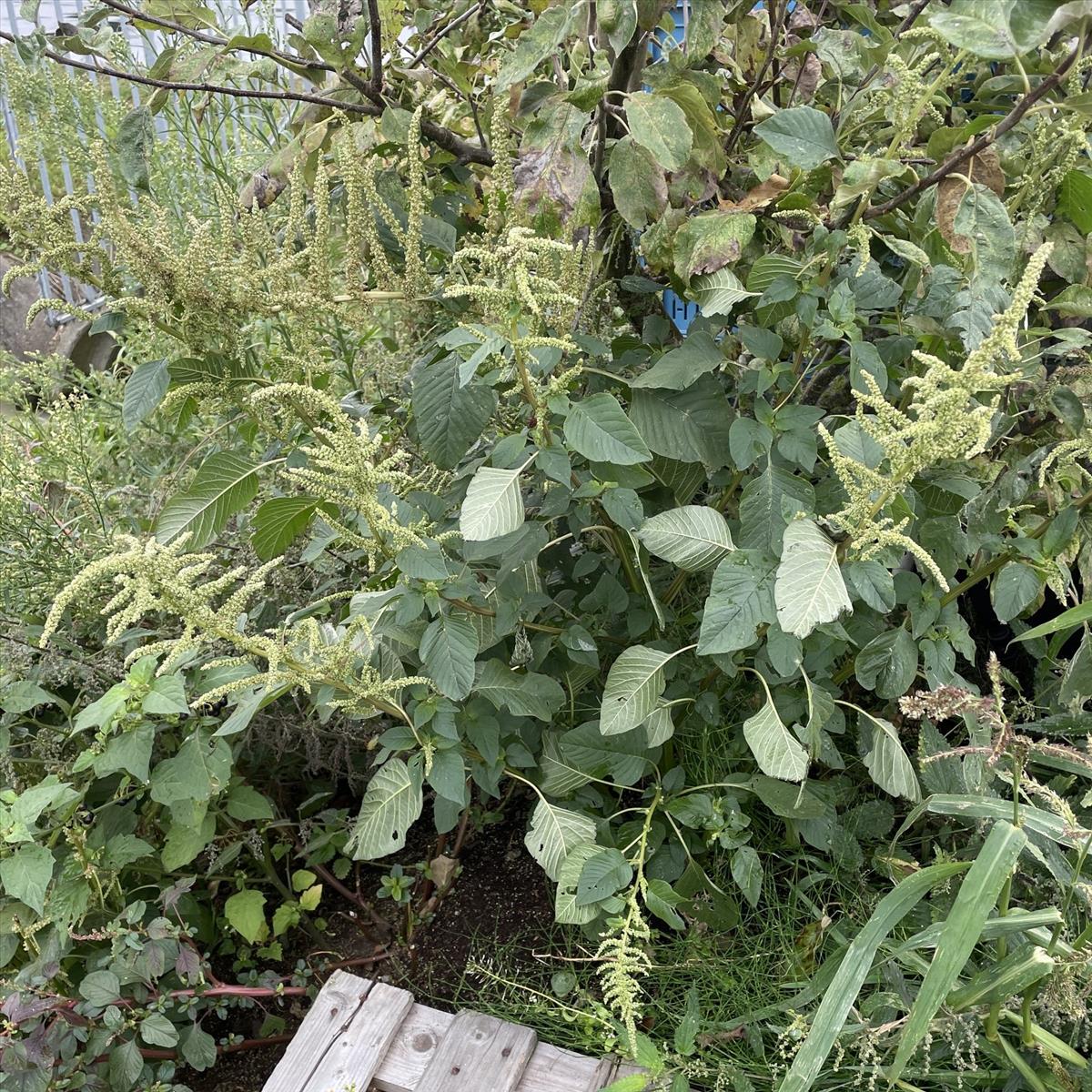 Amaranthus dubius (door Willemien Troelstra)
