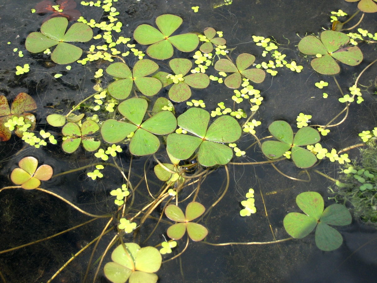 Marsilea quadrifolia (door Joke Schaminée-Sluis)