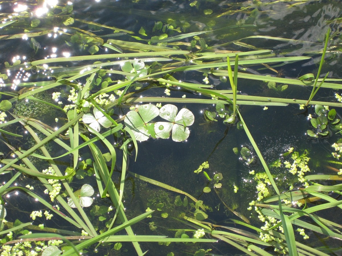 Marsilea quadrifolia (door Joke Schaminée-Sluis)
