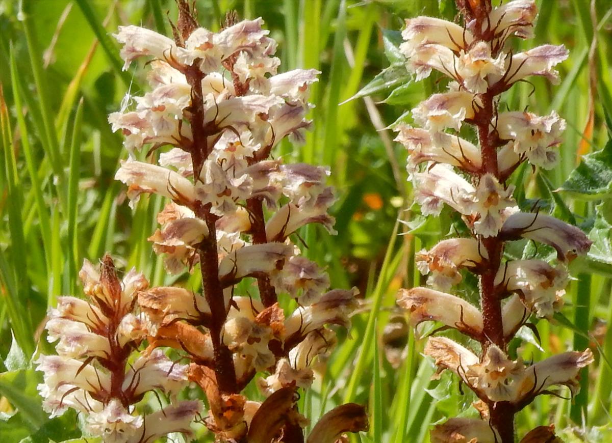 Orobanche minor (door Peter Meininger)