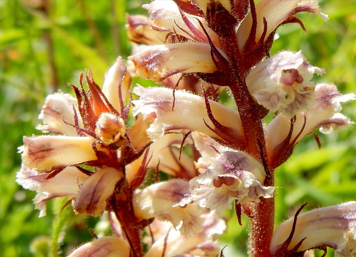 Orobanche minor (door Peter Meininger)