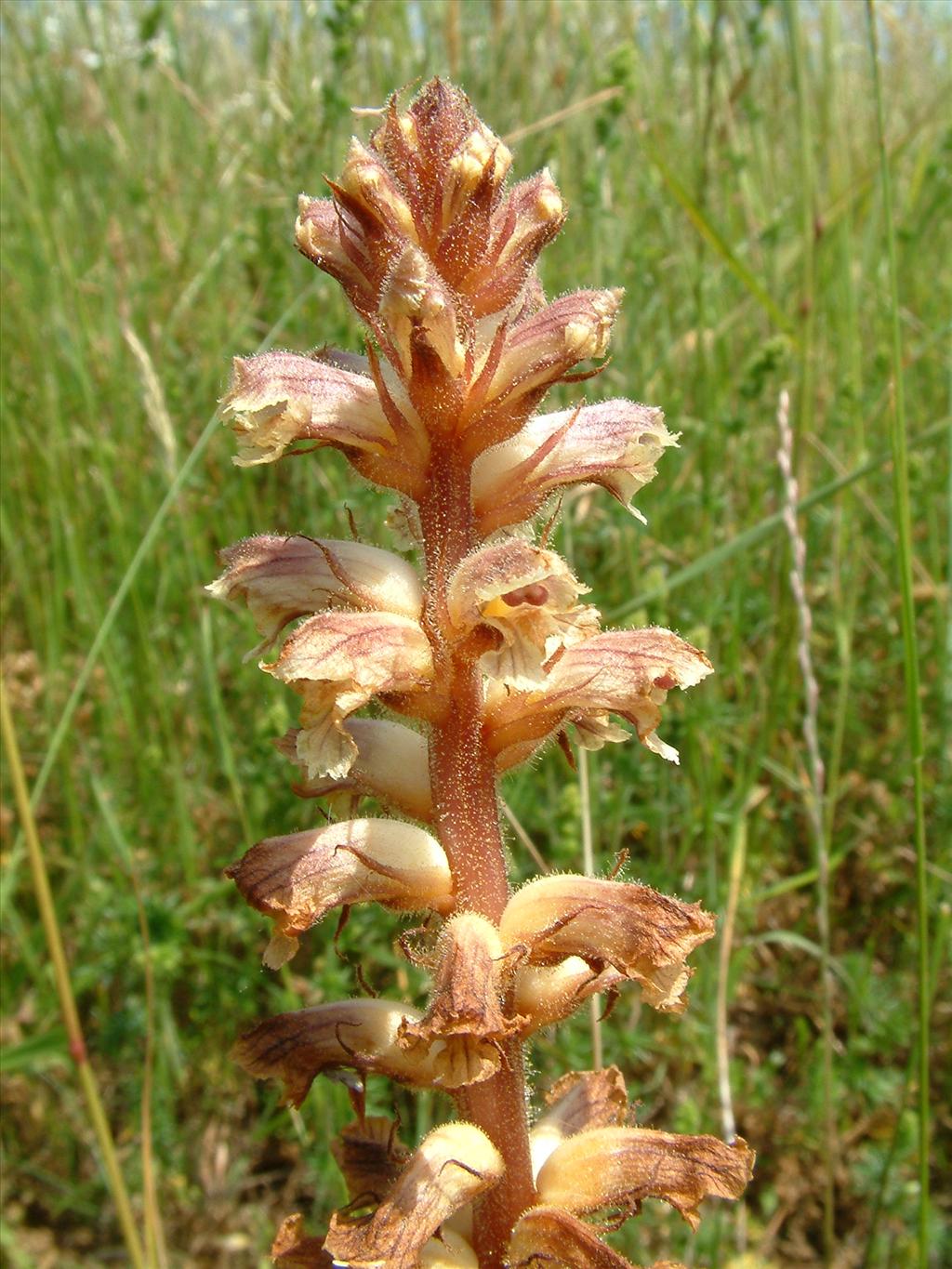 Orobanche minor (door Dick Kerkhof)