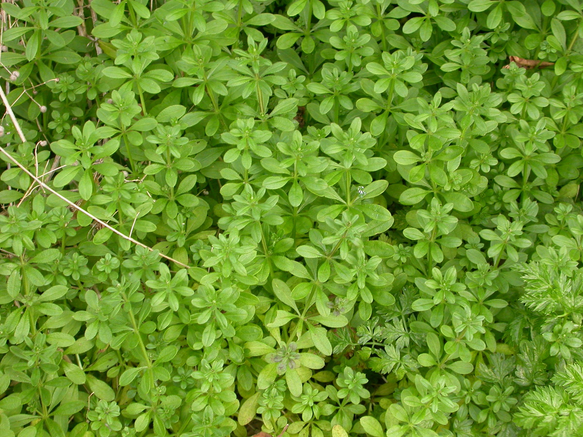 Galium aparine (door Peter Meininger)