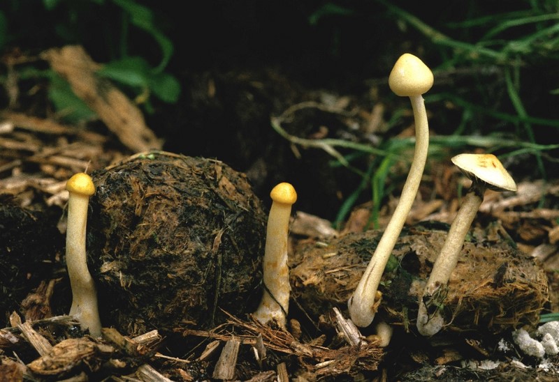 Stropharia semiglobata (door Rob Chrispijn)