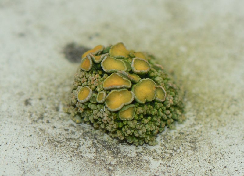 Polycauliona polycarpa (door Erik van Dijk)