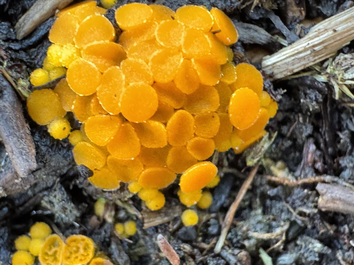 Byssonectria aggregata (door Harrie Broeksteeg)