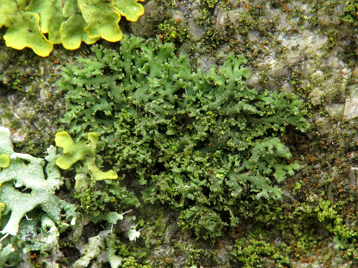 Phaeophyscia nigricans (door Gerwin van de Maat)