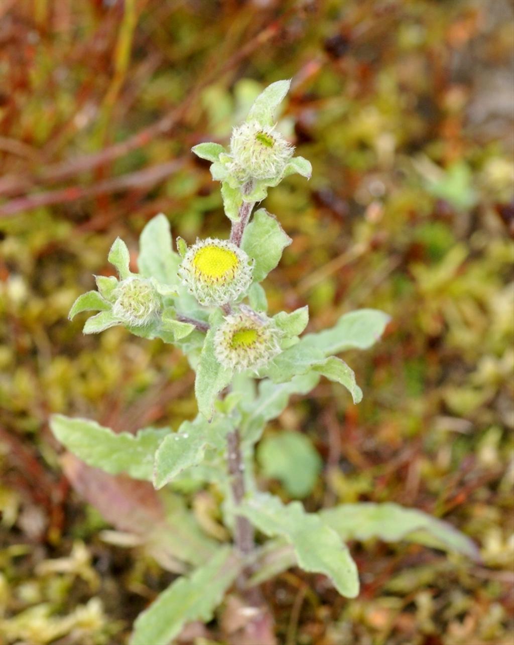 Pulicaria vulgaris (door Joke Schaminée-Sluis)